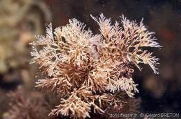 tricellaria_inopinata-gebr-img_14011