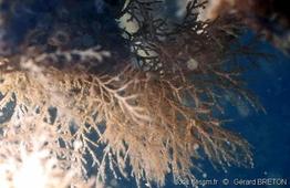 tricellaria_inopinata-gebr-img_141203