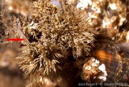tricellaria_inopinata-gebr-img_240211