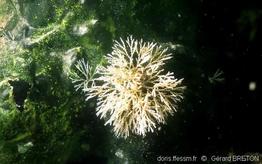 tricellaria_inopinata-gebr-img_250709