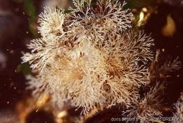 tricellaria_inopinata-gebr-img_250911
