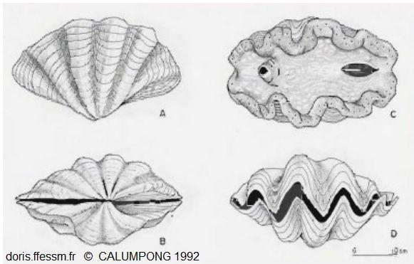 Tridacna_gigas cth_01
