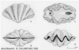 Tridacna_gigas cth_01