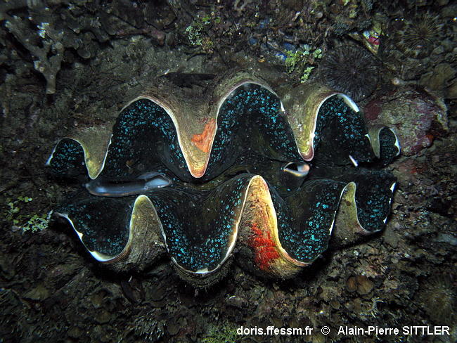 Tridacna_gigas_aps_01