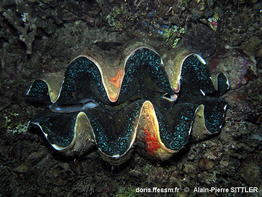 Tridacna_gigas_aps_01