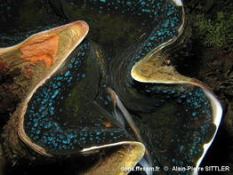 Tridacna_gigas_aps_02