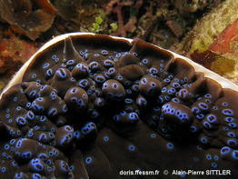 Tridacna_gigas_aps_03