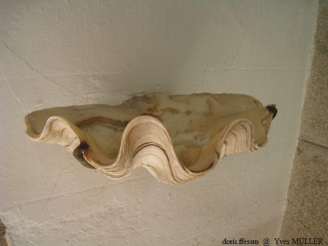 Tridacna_gigas_my_01