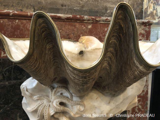 Tridacna_gigas_pc_03