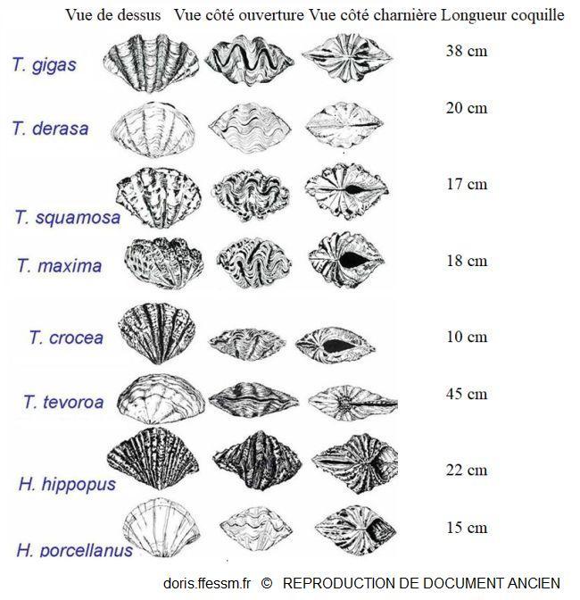 Tridacna_spp_nj_01