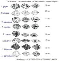 Tridacna_spp_nj_01