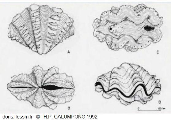 Tridacna_squamosa_cth_01