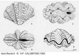 Tridacna_squamosa_cth_01