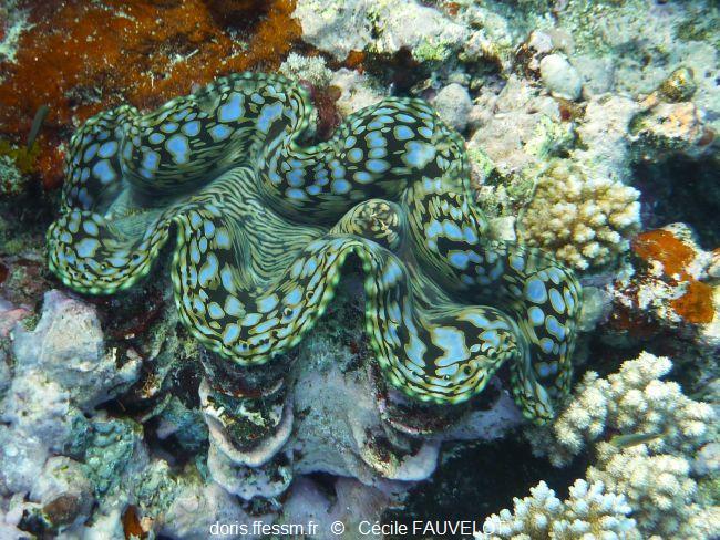 Tridacna_squamosa_fc_01