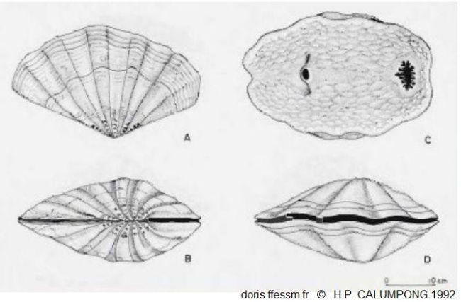 Tridacne_mbalavuana_chp_01