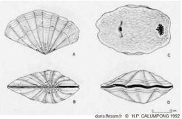 Tridacne_mbalavuana_chp_01