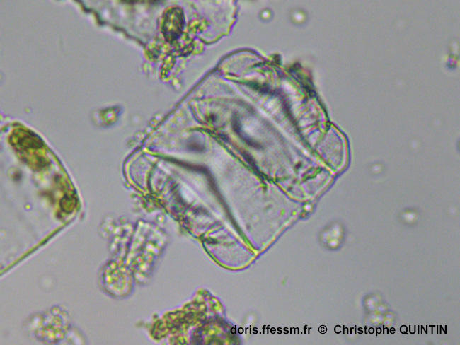 Trigonium_alternans_cq002