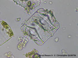 Trigonium_alternans_cq002