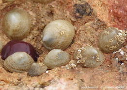 Trimusculus_mammillaris-fran33908
