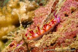 trinchesia_sibogae_ap1
