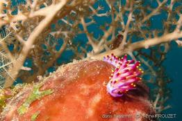 trinchesia_sibogae_ap2