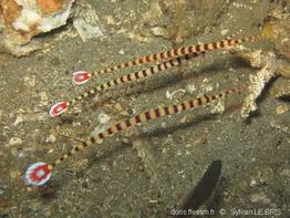 dunckerocampus_dactyliophorus-slb5