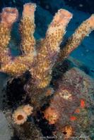 callyspongia_vaginalis_parazoanthus_vl1