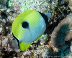 chaetodon_unimaculatus-vl1