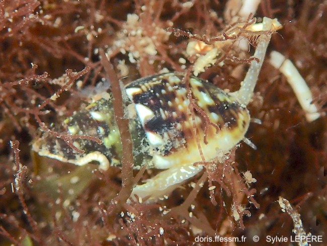 Tritia corniculum