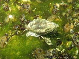 tritia_nitida-slb1