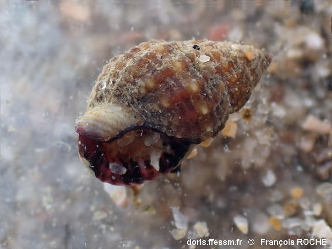 Tritia_varicosa-frro102271a