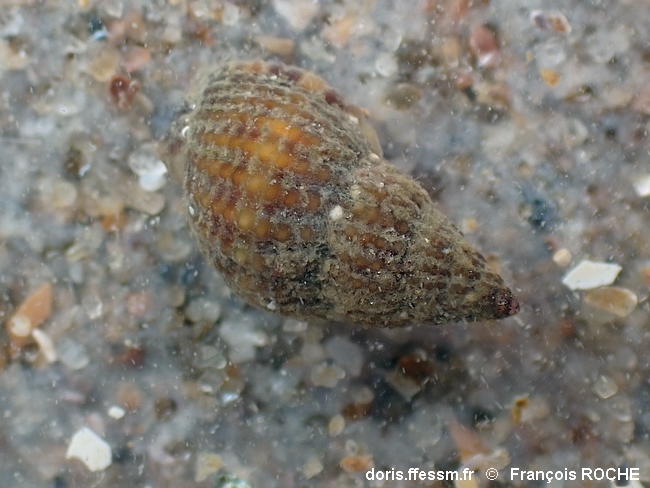 Tritia_varicosa-frro102271b