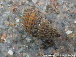 Tritia_varicosa-frro102271b