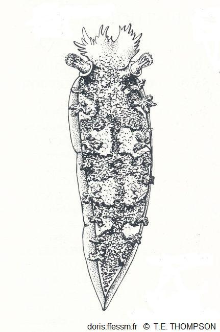 Tritonia_hombergii_tet_01