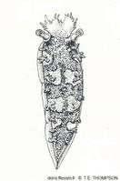 Tritonia_hombergii_tet_01