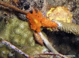 Tritoniopsis-frydis_pc1