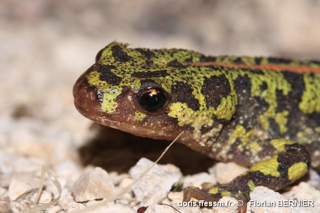 triturus_marmoratus-fbe-10