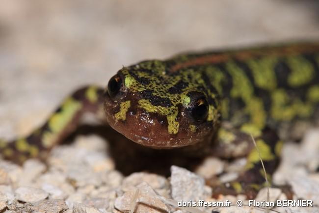 triturus_marmoratus-fbe-20