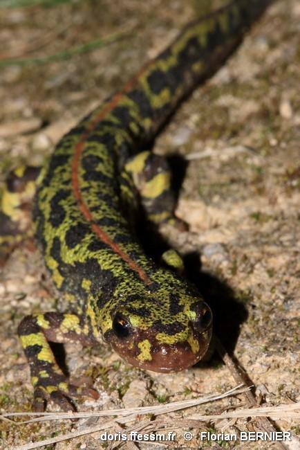 triturus_marmoratus-fbe-30