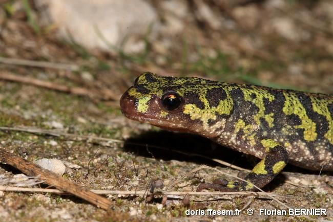 triturus_marmoratus-fbe-40