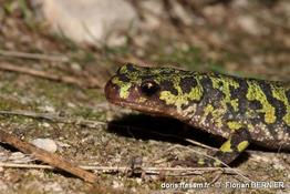 triturus_marmoratus-fbe-40