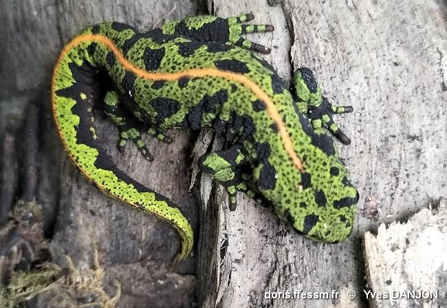 triturus_marmoratus-yda-10
