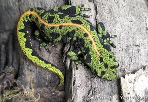 triturus_marmoratus-yda-10