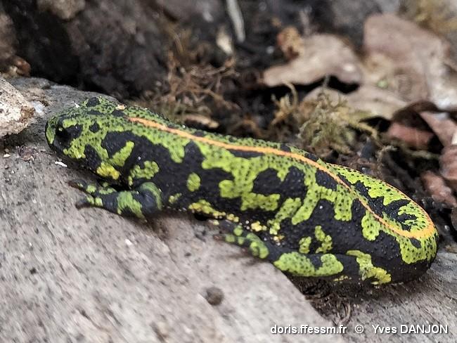 triturus_marmoratus-yda-20