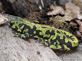 triturus_marmoratus-yda-20