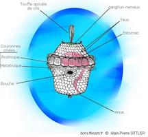 Trochophore_glossaire-apsittler01