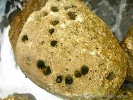 lithophaga_lithophaga-fa62