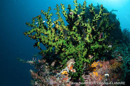 tubastraea_micranthus-vl11