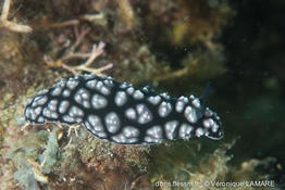phyllidiella_pustulosa-vl6