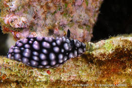 phyllidiella_pustulosa-vl3